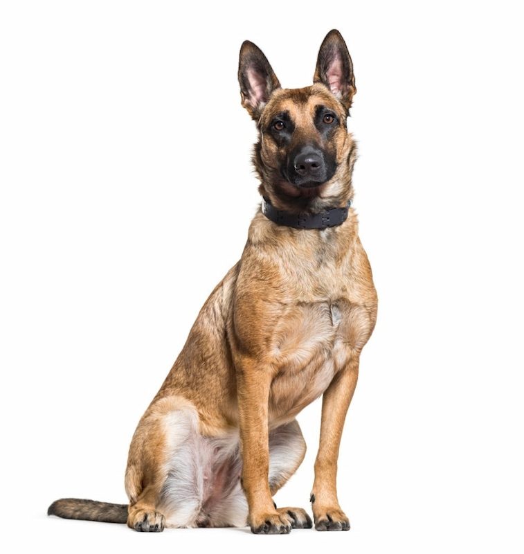 37 Jenis Anjing Paling Populer, Dog Lovers Wajib Baca! 8 Jenis Anjing