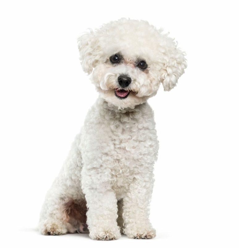 37 Jenis Anjing Paling Populer, Dog Lovers Wajib Baca! 15 Jenis Anjing Bichon