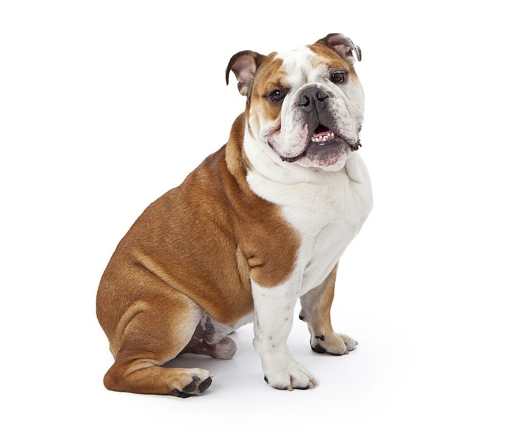 37 Jenis Anjing Paling Populer, Dog Lovers Wajib Baca! 31 Jenis Anjing Bulldog