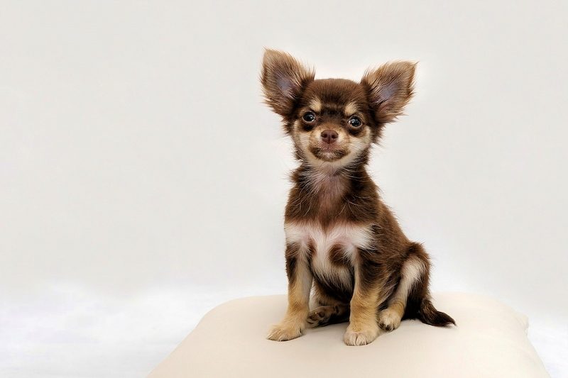 37 Jenis Anjing Paling Populer, Dog Lovers Wajib Baca! 5 Jenis Anjing Chihuahua