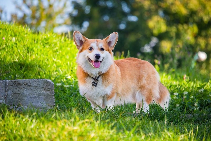 37 Jenis Anjing Paling Populer, Dog Lovers Wajib Baca! 29 Jenis Anjing Corgi