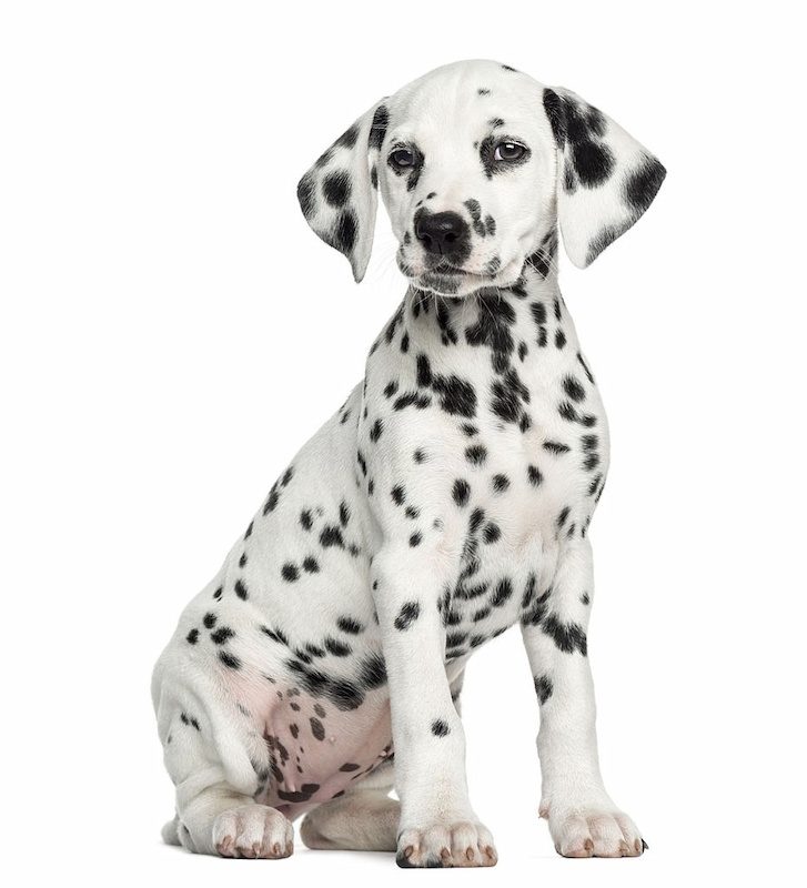 37 Jenis Anjing Paling Populer, Dog Lovers Wajib Baca! 16 Jenis Anjing Dalmatian