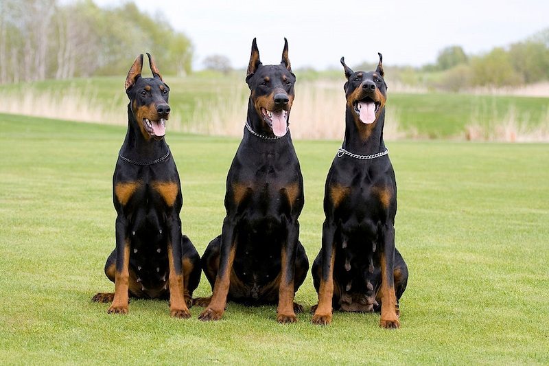 37 Jenis Anjing Paling Populer, Dog Lovers Wajib Baca! 12 Jenis Anjing Doberman