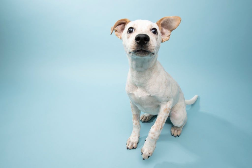 37 Jenis Anjing Paling Populer, Dog Lovers Wajib Baca! 37 Jenis Anjing Kampung