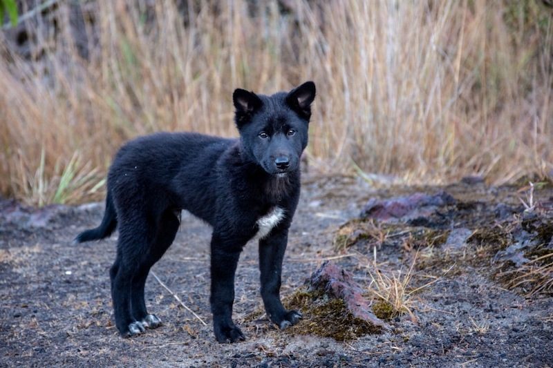 37 Jenis Anjing Paling Populer, Dog Lovers Wajib Baca! 38 Jenis Anjing Kintamani