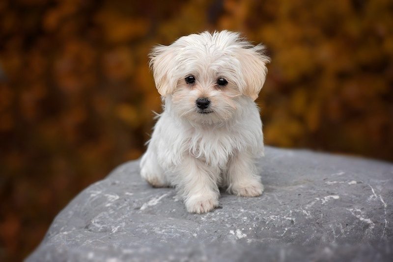 37 Jenis Anjing Paling Populer, Dog Lovers Wajib Baca! 14 Jenis Anjing Maltese