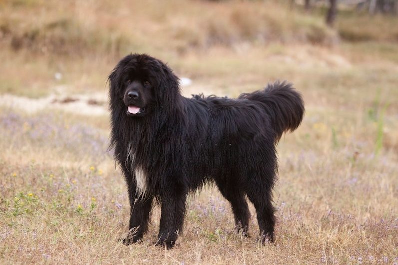 37 Jenis Anjing Paling Populer, Dog Lovers Wajib Baca! 19 Jenis Anjing Newfoundland