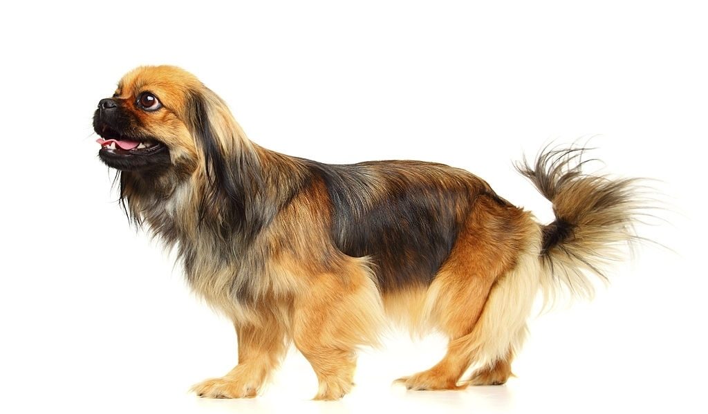 37 Jenis Anjing Paling Populer, Dog Lovers Wajib Baca! 36 Jenis Anjing Peking