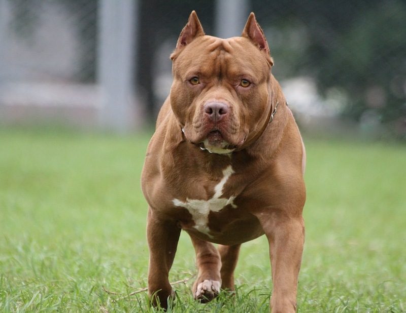 37 Jenis Anjing Paling Populer, Dog Lovers Wajib Baca! 9 Jenis Anjing Pitbull