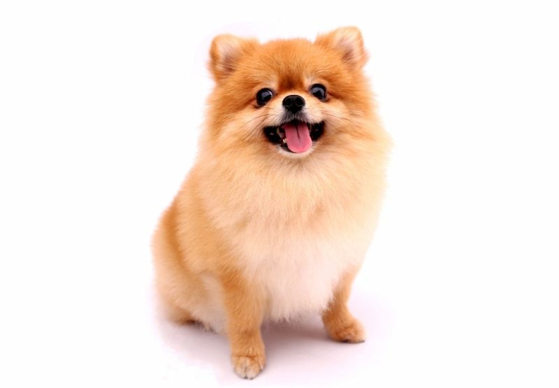 37 Jenis Anjing Paling Populer, Dog Lovers Wajib Baca! 4 Jenis Anjing Pom Mini