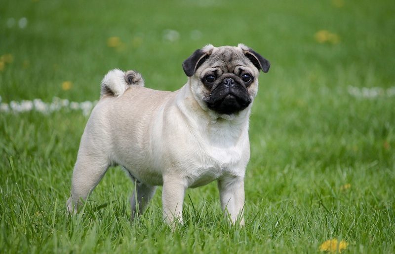 37 Jenis Anjing Paling Populer, Dog Lovers Wajib Baca! 11 Jenis Anjing Pug
