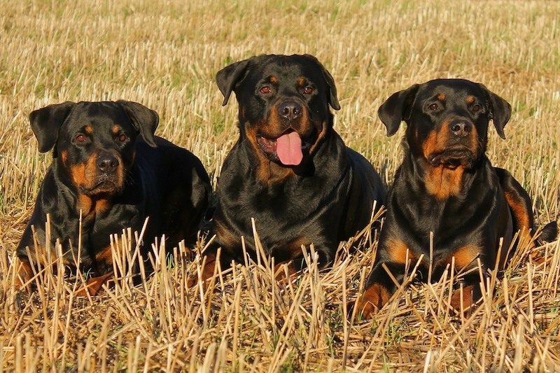 37 Jenis Anjing Paling Populer, Dog Lovers Wajib Baca! 32 Jenis Anjing Rottweiler