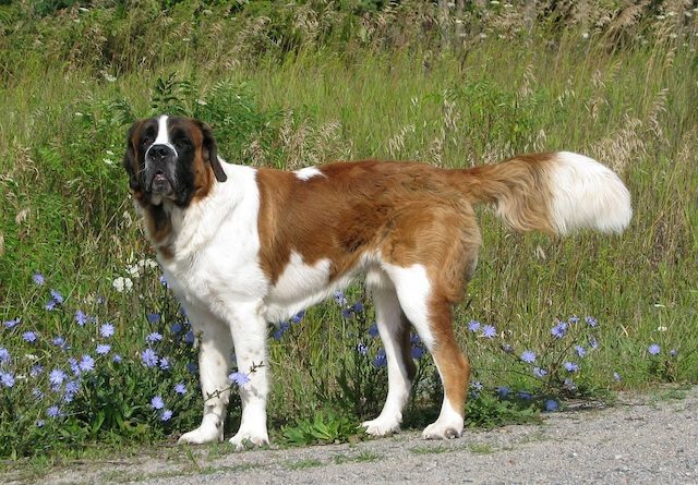 37 Jenis Anjing Paling Populer, Dog Lovers Wajib Baca! 30 Jenis Anjing Saint Bernard