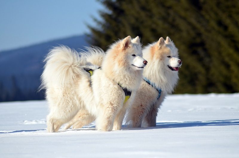 37 Jenis Anjing Paling Populer, Dog Lovers Wajib Baca! 22 Jenis Anjing Samoyed