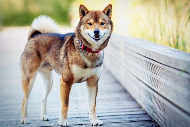 37 Jenis Anjing Paling Populer, Dog Lovers Wajib Baca! 10 Jenis Anjing Shiba Inu