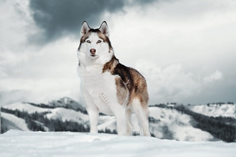 37 Jenis Anjing Paling Populer, Dog Lovers Wajib Baca! 24 Jenis Anjing Siberian Husky