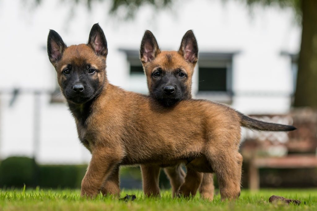 Anjing Belgian Malinois 4 Anak Anjing Belgian Malinois
