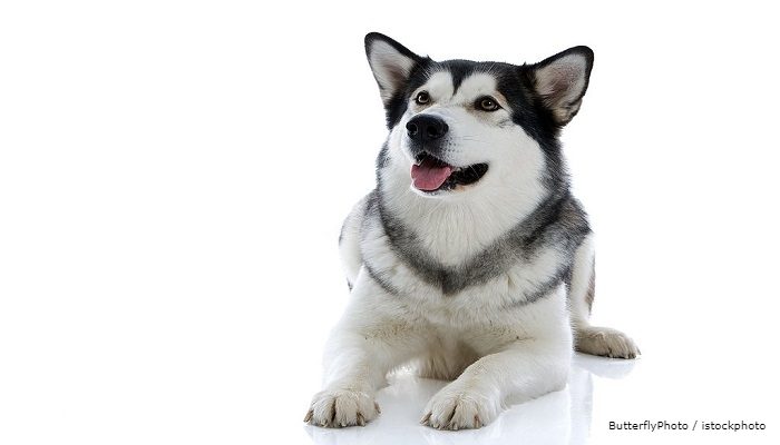 Anjing Alaskan Malamute
