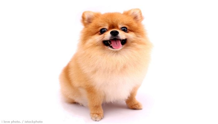 Anjing Mini Pom 1 Anjing Mini Pom