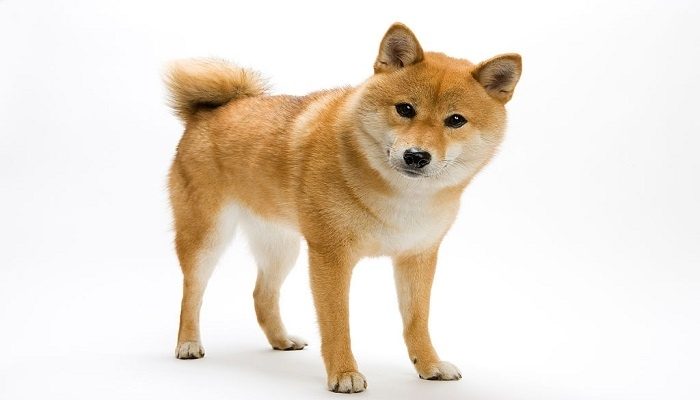 Anjing Shiba Inu 5 Anjing Shiba Inu
