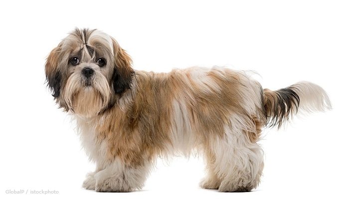 Anjing Shih Tzu
