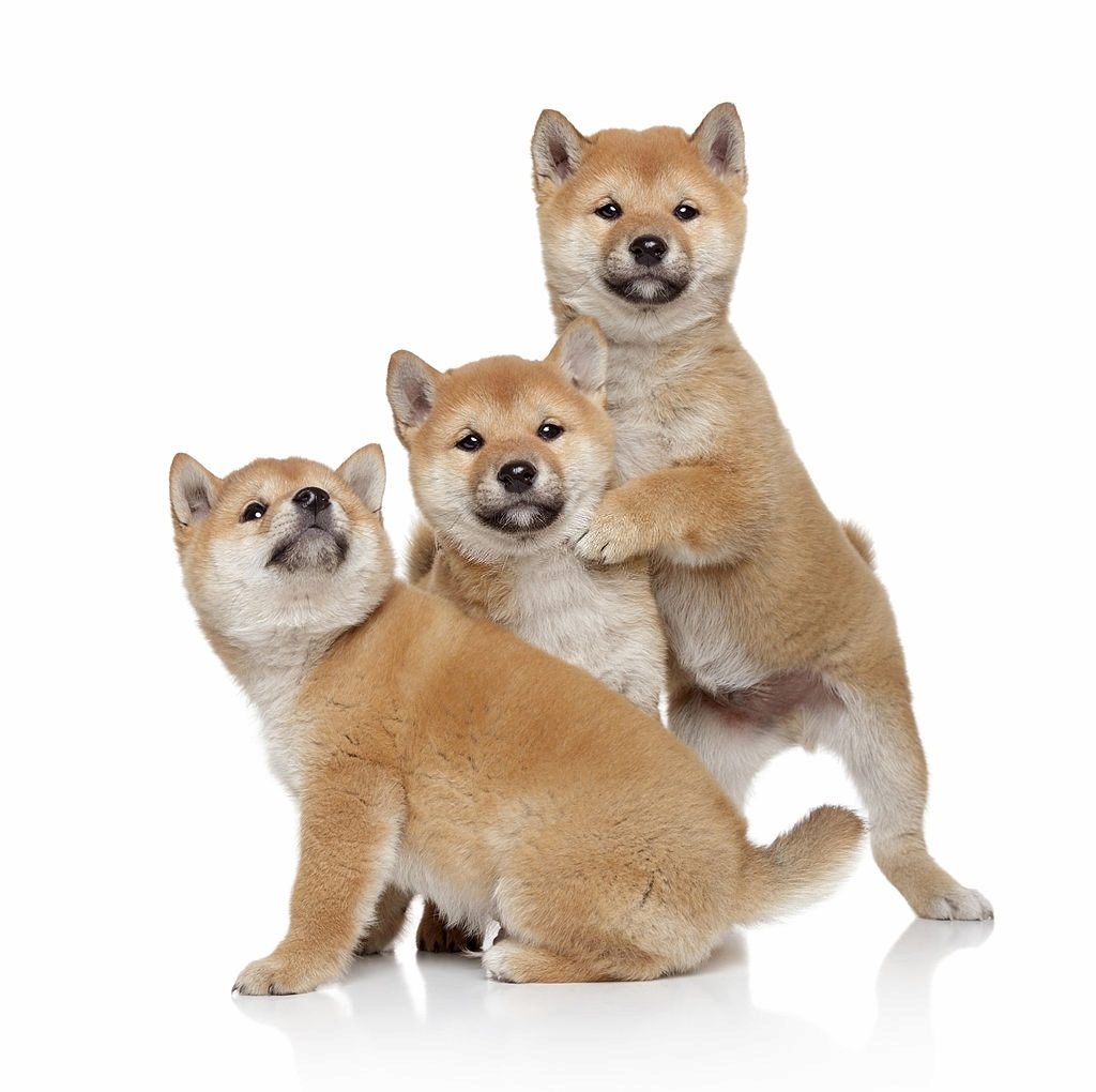Anjing Shiba Inu 3 Cara Merawat Anjing Shiba Inu