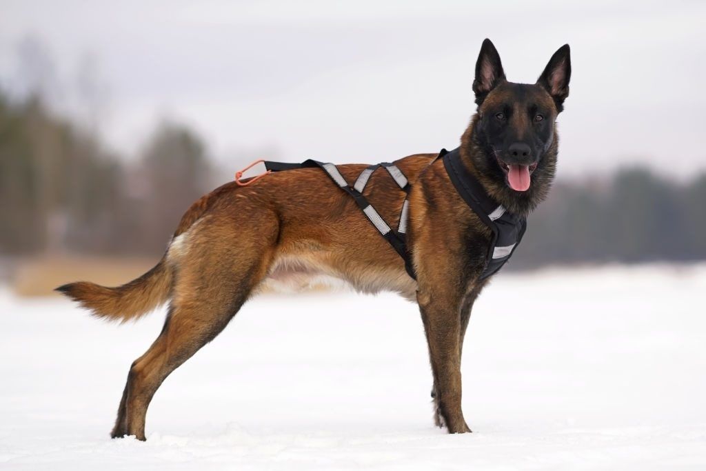 Anjing Belgian Malinois 2 Ciri-ciri Anjing Belgian Malinois