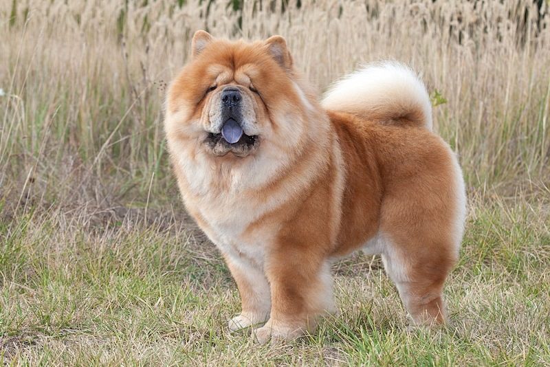 Anjing Chow Chow 2 Ciri-ciri Anjing Chow Chow