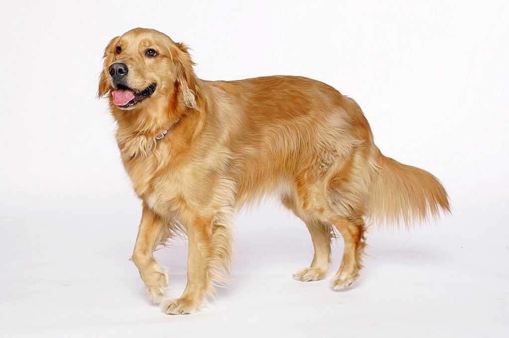 Anjing Golden Retriever 2 Ciri-ciri Anjing Golden Retriever