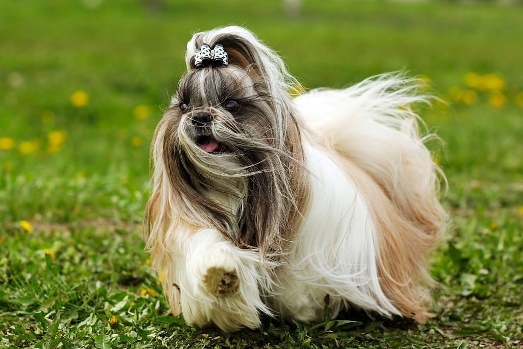 Anjing Shih Tzu 2 Ciri-ciri Anjing Shih Tzu