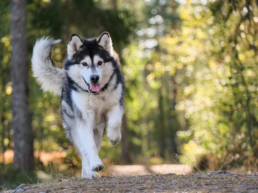 Anjing Alaskan Malamute 4 Anjing Alaskan Malamute