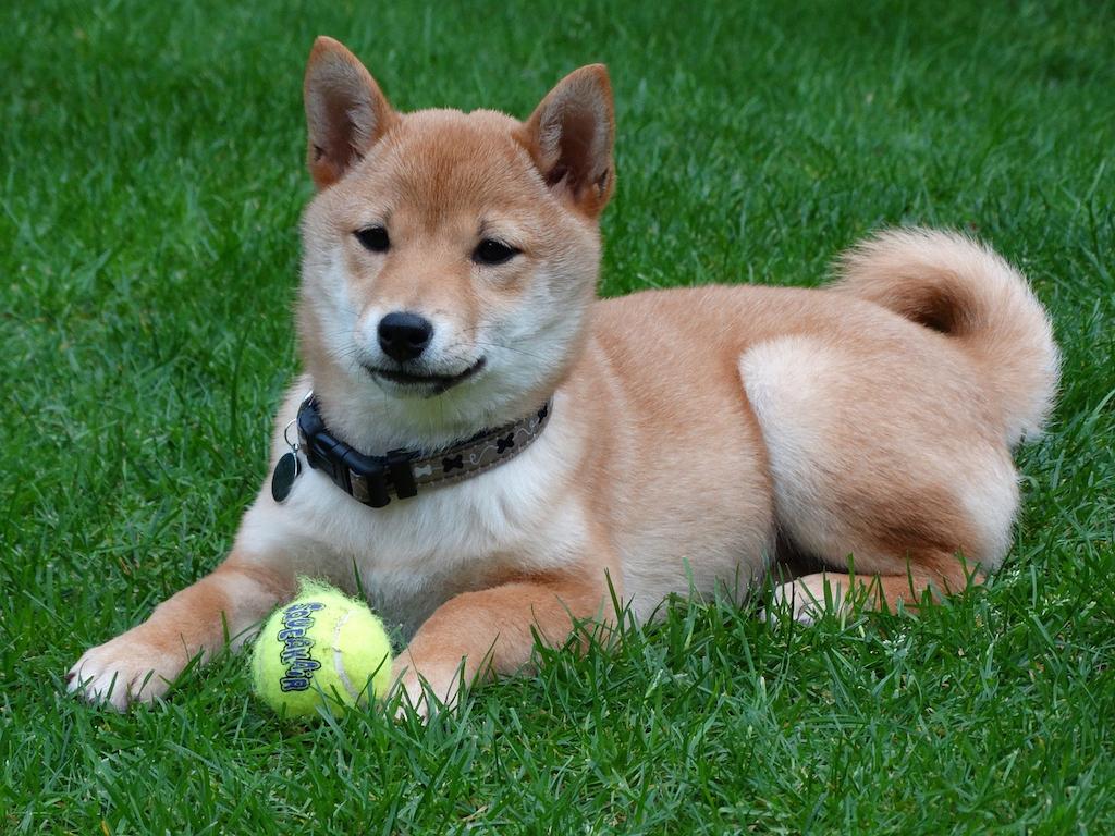 Anjing Shiba Inu 4 Anjing Shiba Inu