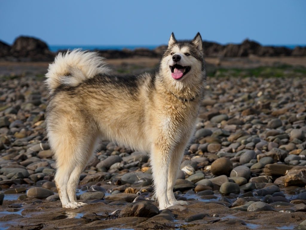 Anjing Alaskan Malamute 3 Sifat Anjing Alaskan Malamute