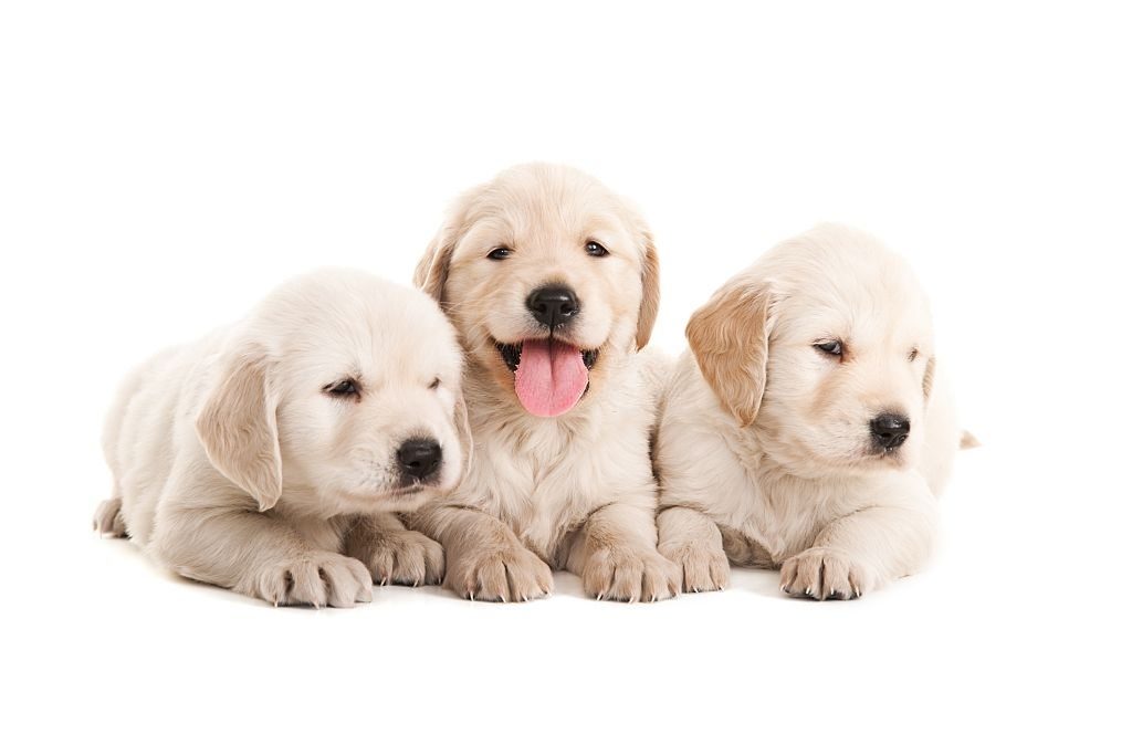 Anjing Golden Retriever 3 Sifat Anjing Golden Retriever