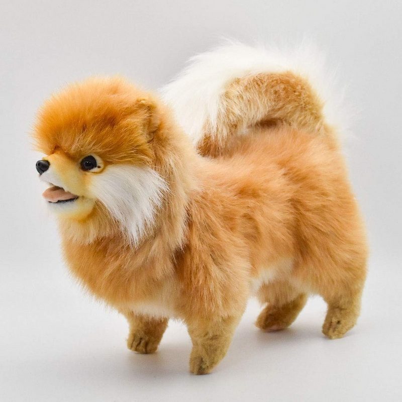 Anjing Mini Pom 3 Sifat Anjing Mini Pom
