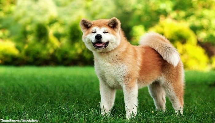 Anjing Akita Inu 3 Anjing Akita