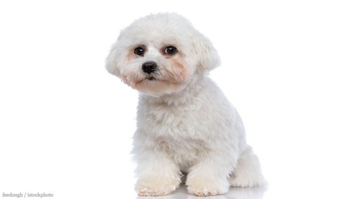 Anjing Bichon Frise 6 Anjing Bichon
