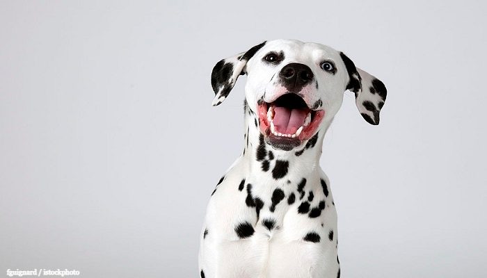 Anjing Dalmatian 5 Anjing Dalmatian
