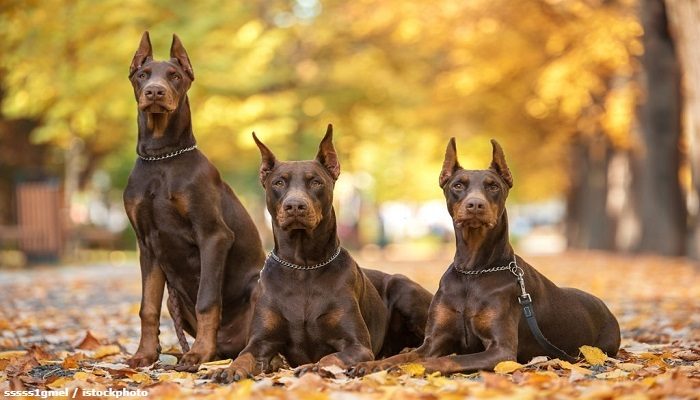 Anjing Doberman Pinscher 3 Anjing Doberman