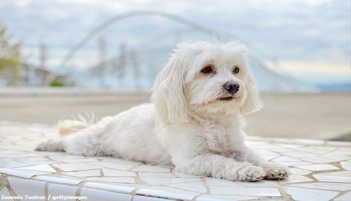 Anjing Maltese 1 Anjing Maltese
