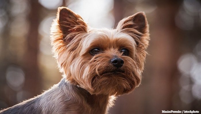 Anjing Yorkshire Terrier 4 Anjing Yorkshire