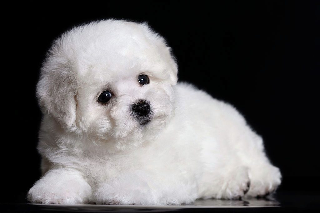 Anjing Bichon Frise 3 Cara Merawat Anjing Bichon