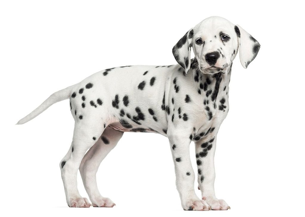 Anjing Dalmatian 3 Cara Merawat Anjing Dalmatian