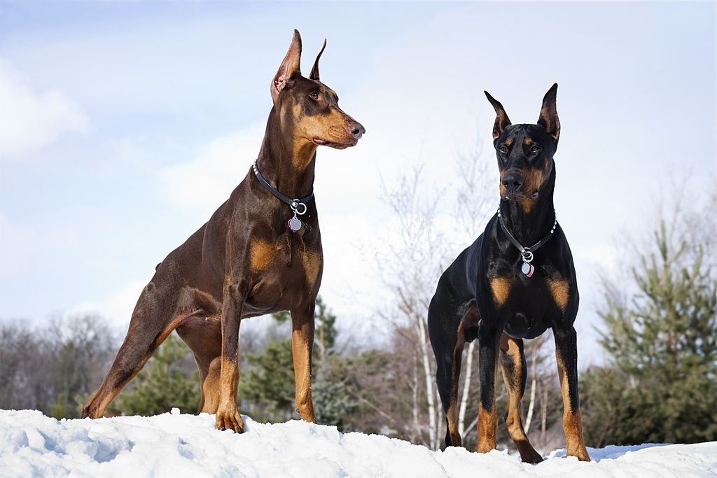 Anjing Doberman Pinscher 3 Cara Merawat Anjing Doberman
