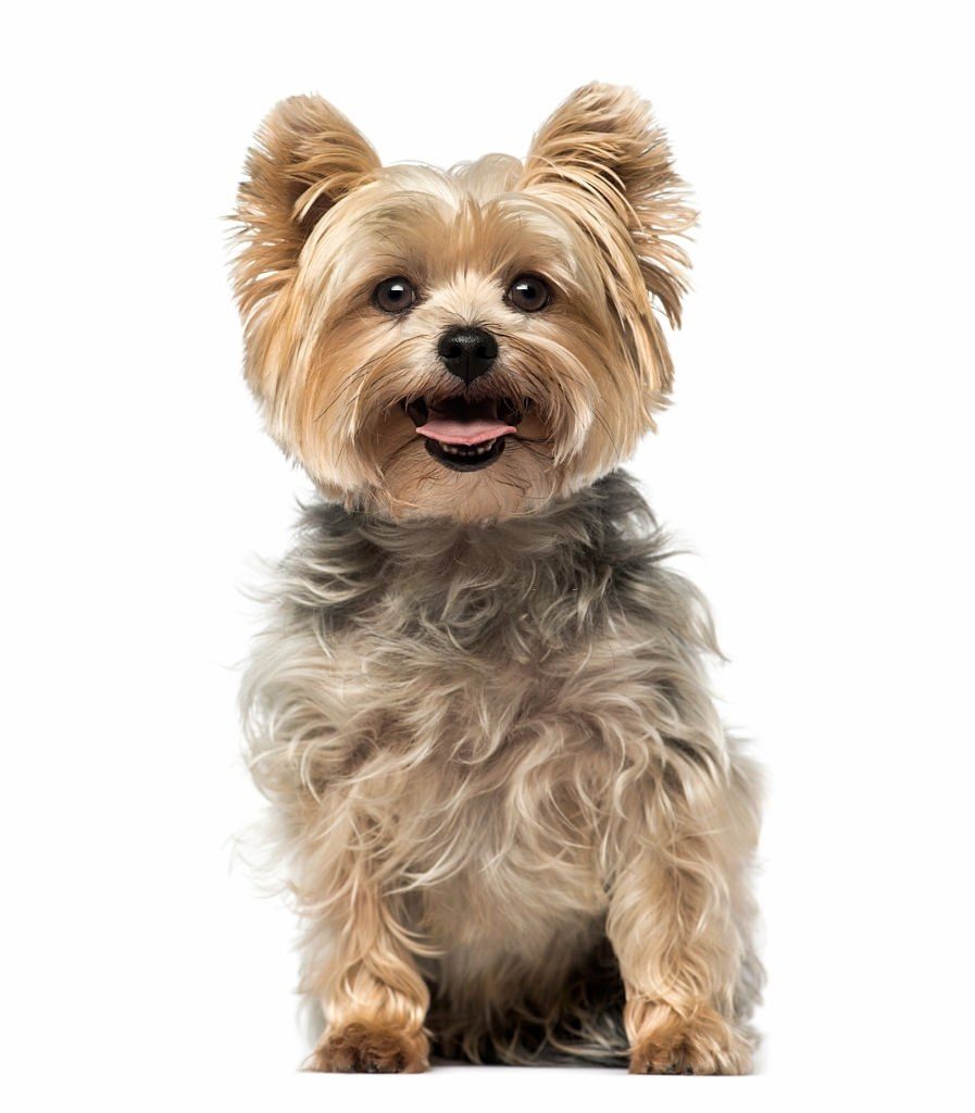 Anjing Yorkshire Terrier 3 Cara Merawat Anjing Yorkshire