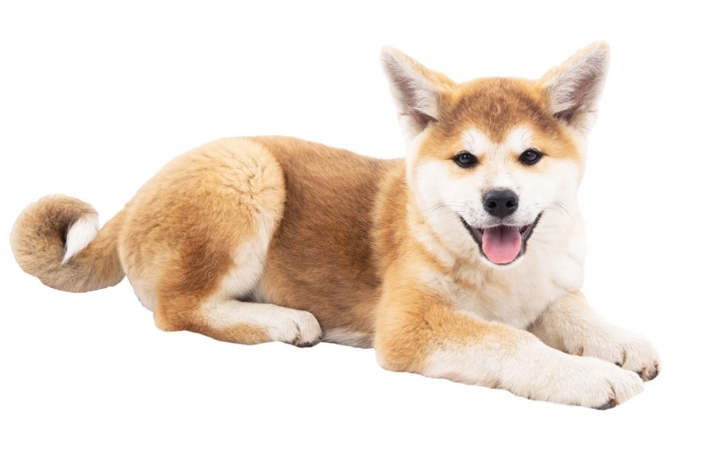 Anjing Akita Inu 2 Ciri-ciri Anjing Akita