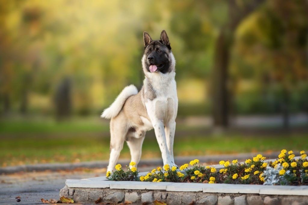 Anjing Akita Inu 3 Ciri-ciri Anjing American Akita