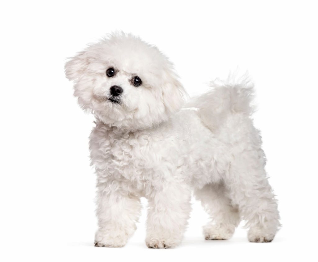 Anjing Bichon Frise 2 Ciri-ciri Anjing Bichon