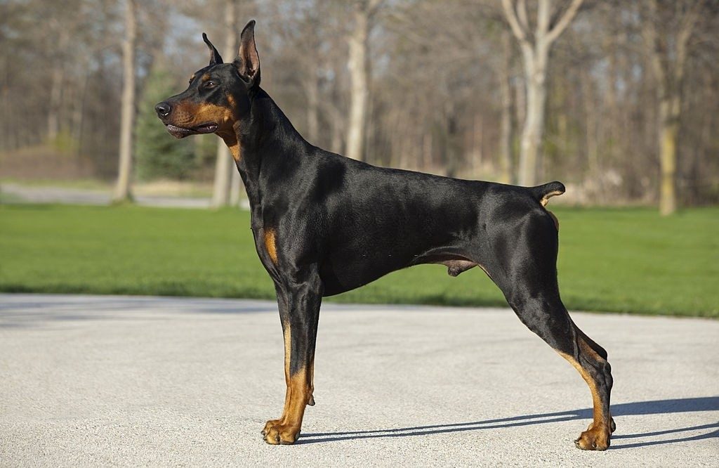 Anjing Doberman Pinscher 2 Ciri-ciri Anjing Doberman
