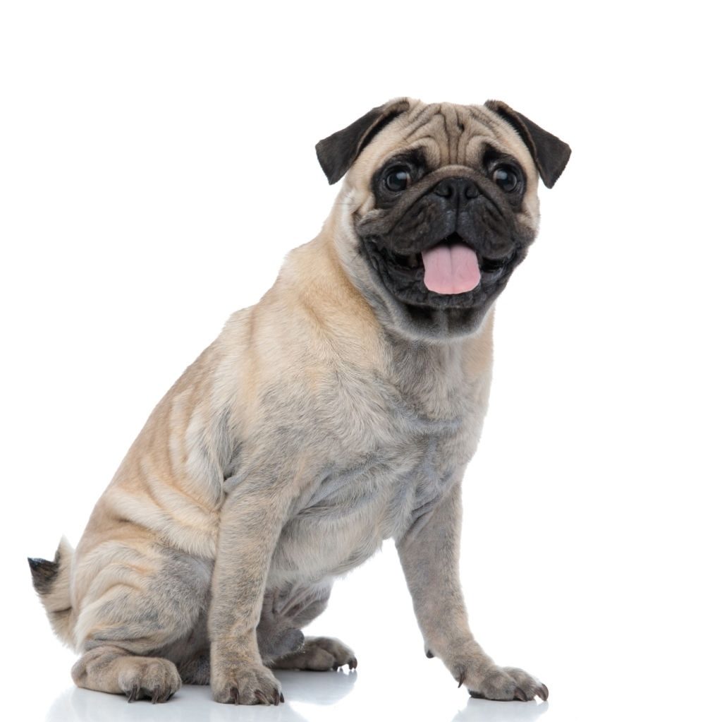 Anjing Pug 2 Ciri-ciri Anjing Pug